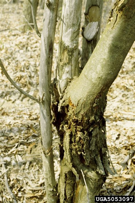 treating chestnut blight