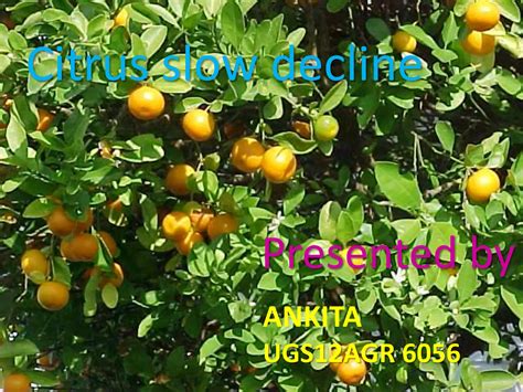 treating citrus slow decline