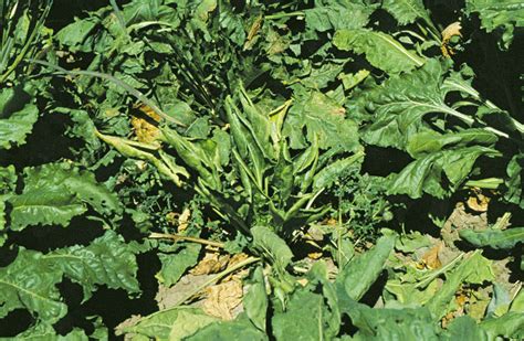 treating curly top in beets