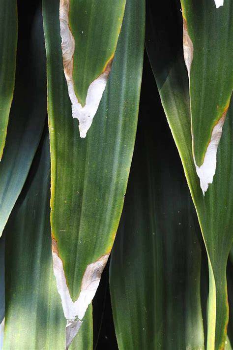 treating diseases of dracaena