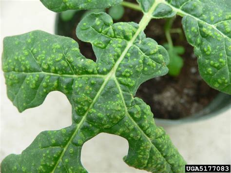 treating edema in plants