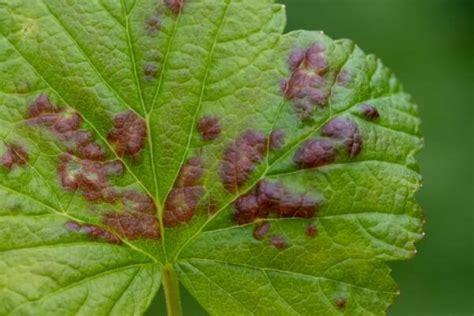 treating fig anthracnose