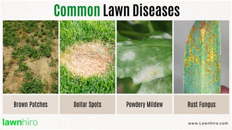 treating lawn diseases