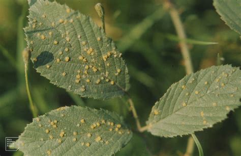 treating orange rust in brambles