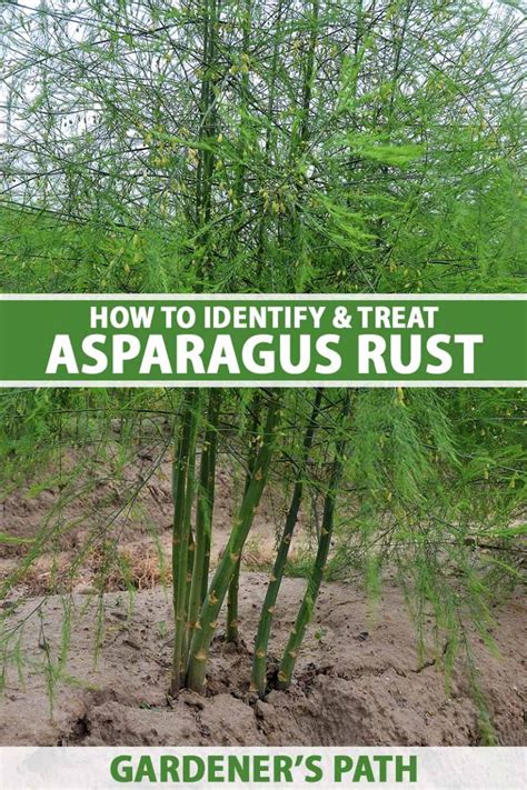 treating rust asparagus plants