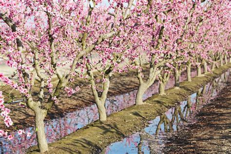 treating waterlogged peach trees