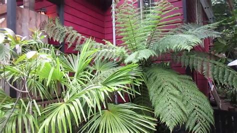 tree fern companion plants