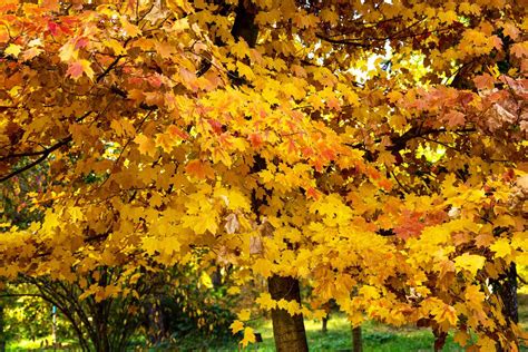 tree foliage