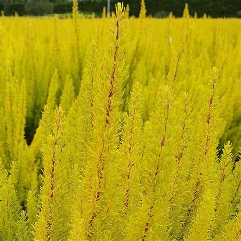 tree heather