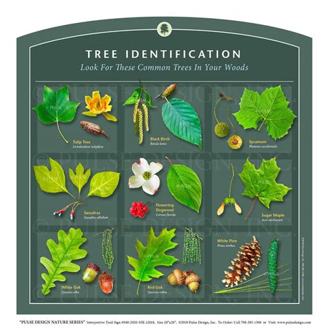 Tree Id Chart