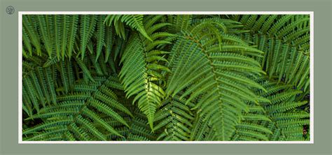 tree that looks like a fern