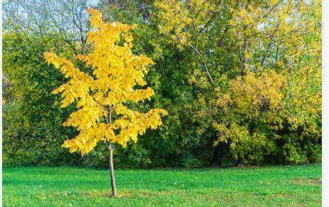 trees with foliage year round