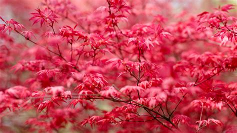 trees with red leaves in spring
