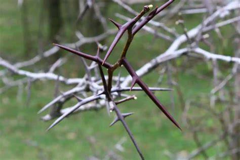 trees with thorns in ohio