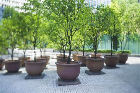 trees you can grow in pots