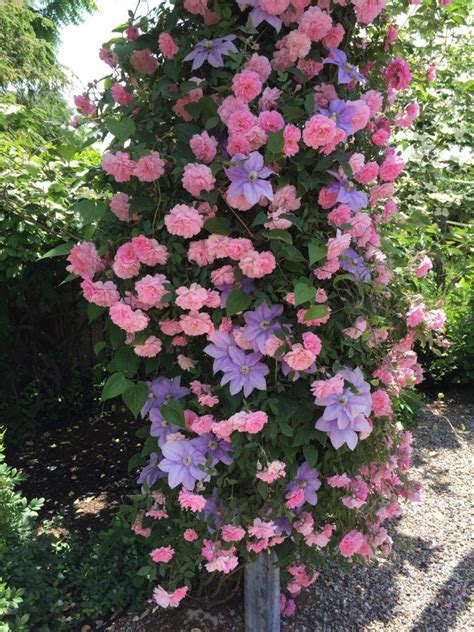 trellis flowers full sun