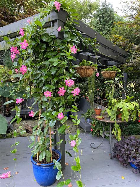 trellis for mandevilla