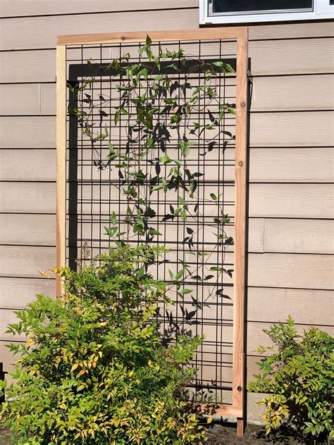 Trellis for Plants: A Guide to Choosing and Installing