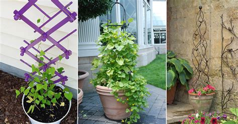 trellis for potted plants