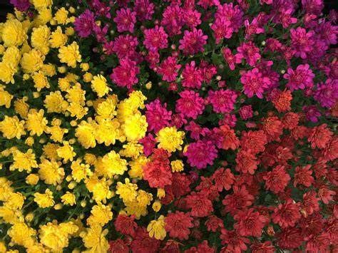 tricolor mums