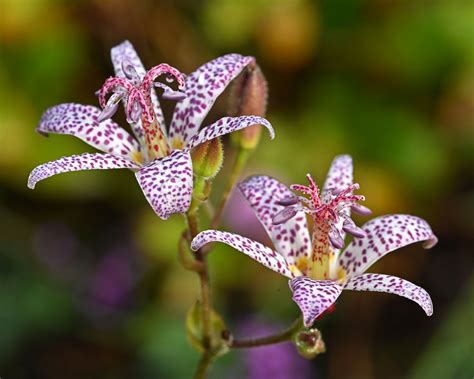 tricyrtis