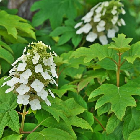 trim oakleaf hydrangea bushes
