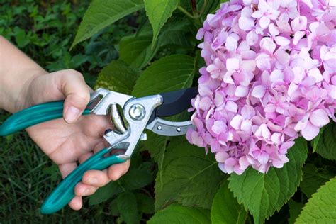 trimming hydrangeas