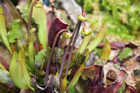 trimming pitcher plants