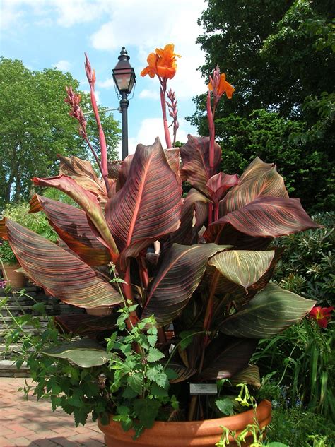 tropical canna lily