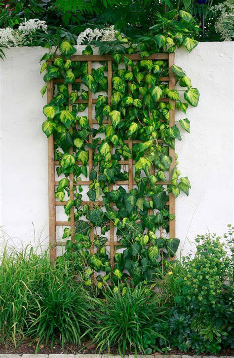 tropical climber plants