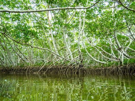 tropical maritime forest