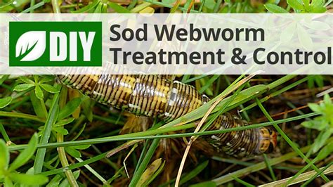 tropical sod webworm control