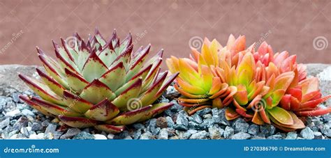 tropical succulents