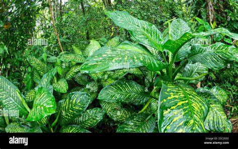 tropical variegated foliage