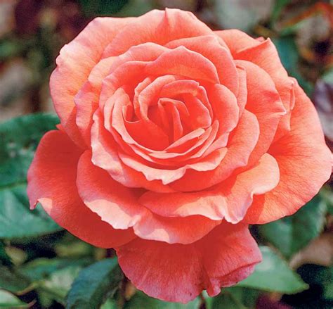 tropicana hybrid tea rose