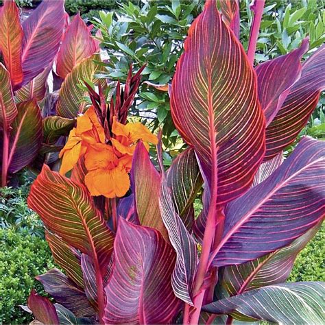 tropicanna canna lily