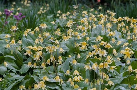 trout lily bulbs