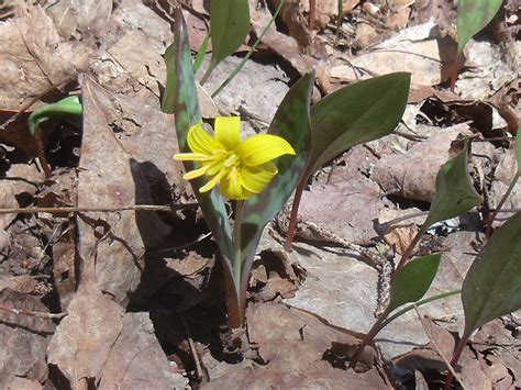 trout lily edible
