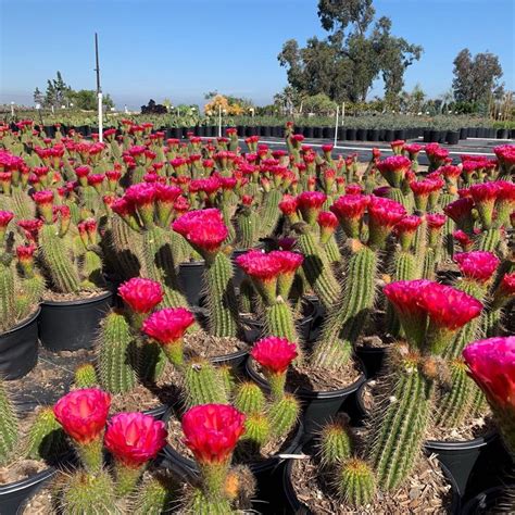 trumpet flower cactus