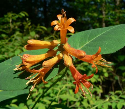 trumpet honeysuckle seeds