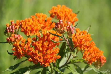 tuberosa milkweed