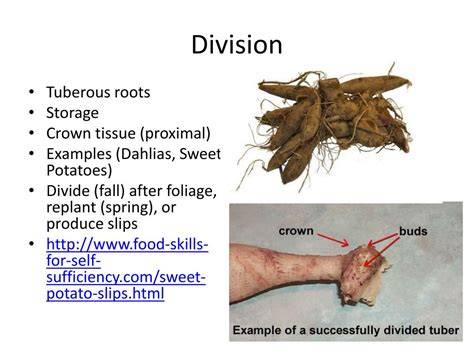 tuberose plant division