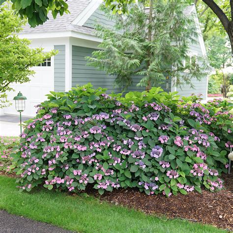tuff stuff mountain hydrangea