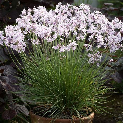 tulbaghia purple eye
