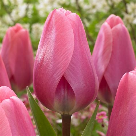 tulip big love