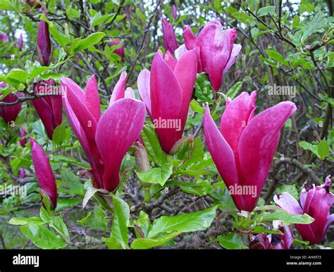 tulip bush