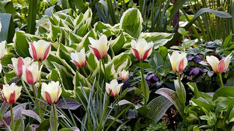 tulip companion plants
