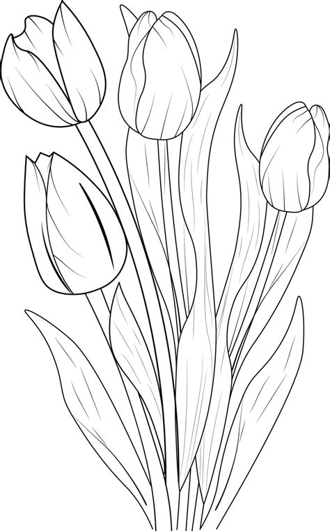 tulip flower colour drawing