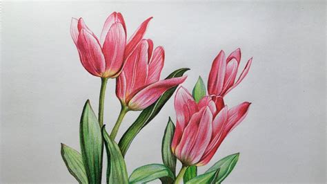 tulip flower drawing colour