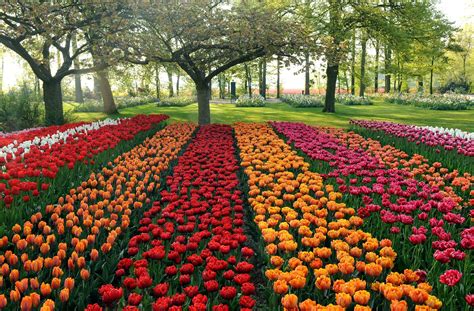 tulip gardens